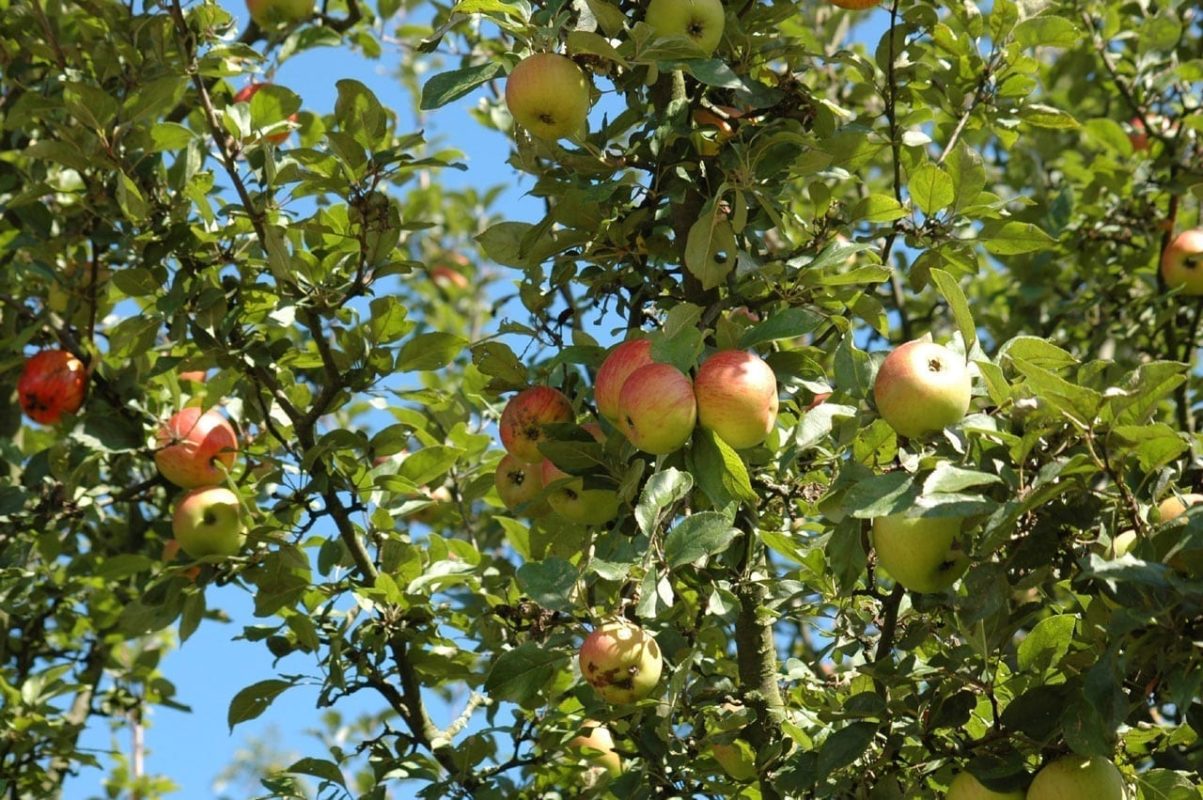 Apfelbaum mit Frucht - Baum der Liebe