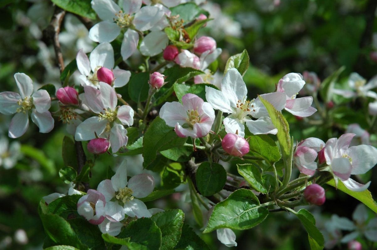 Apfelbaum mit Blüten - Baum der Liebe