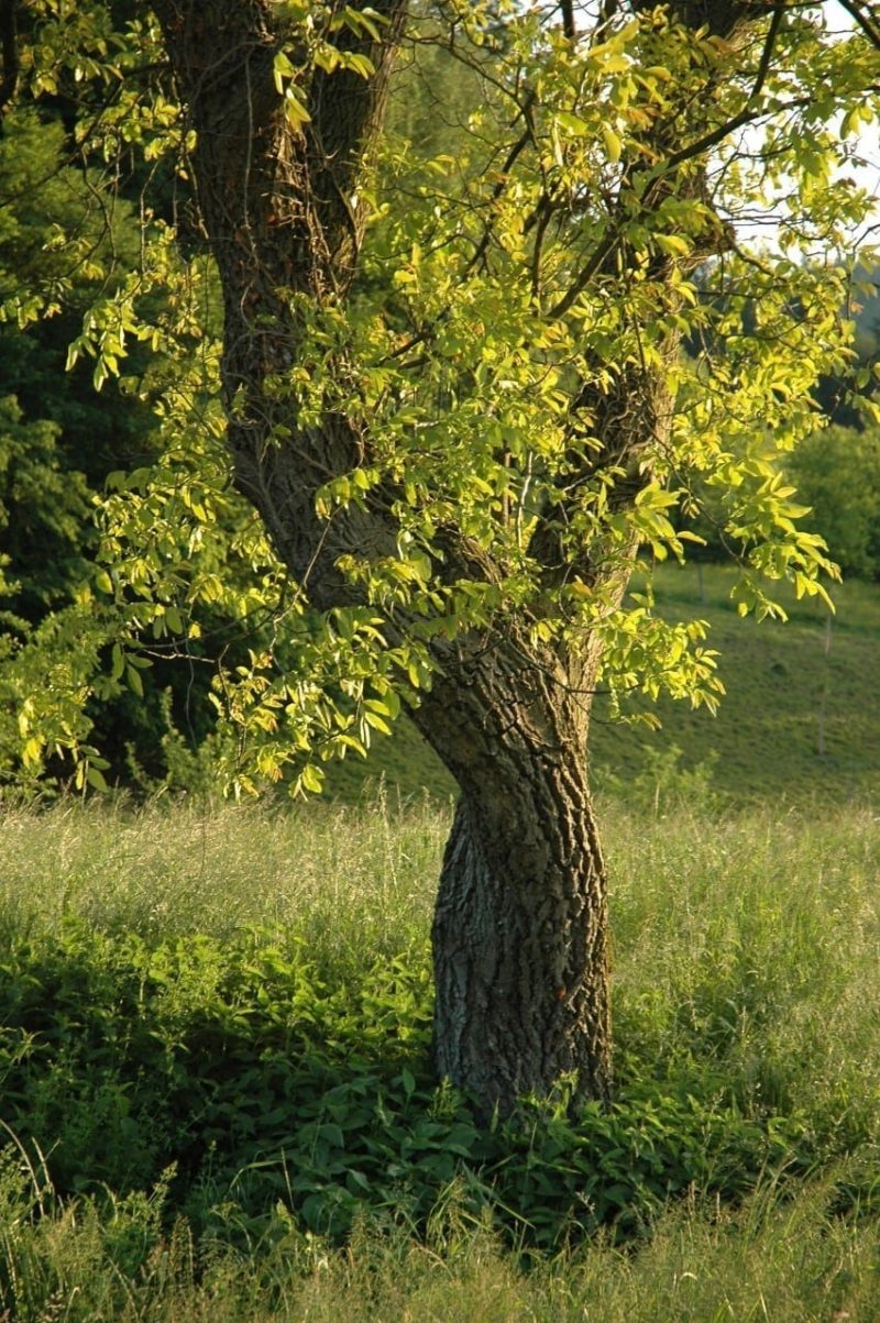 21.04.30.04. Nussbaum Lebensbaum des Neubeginns