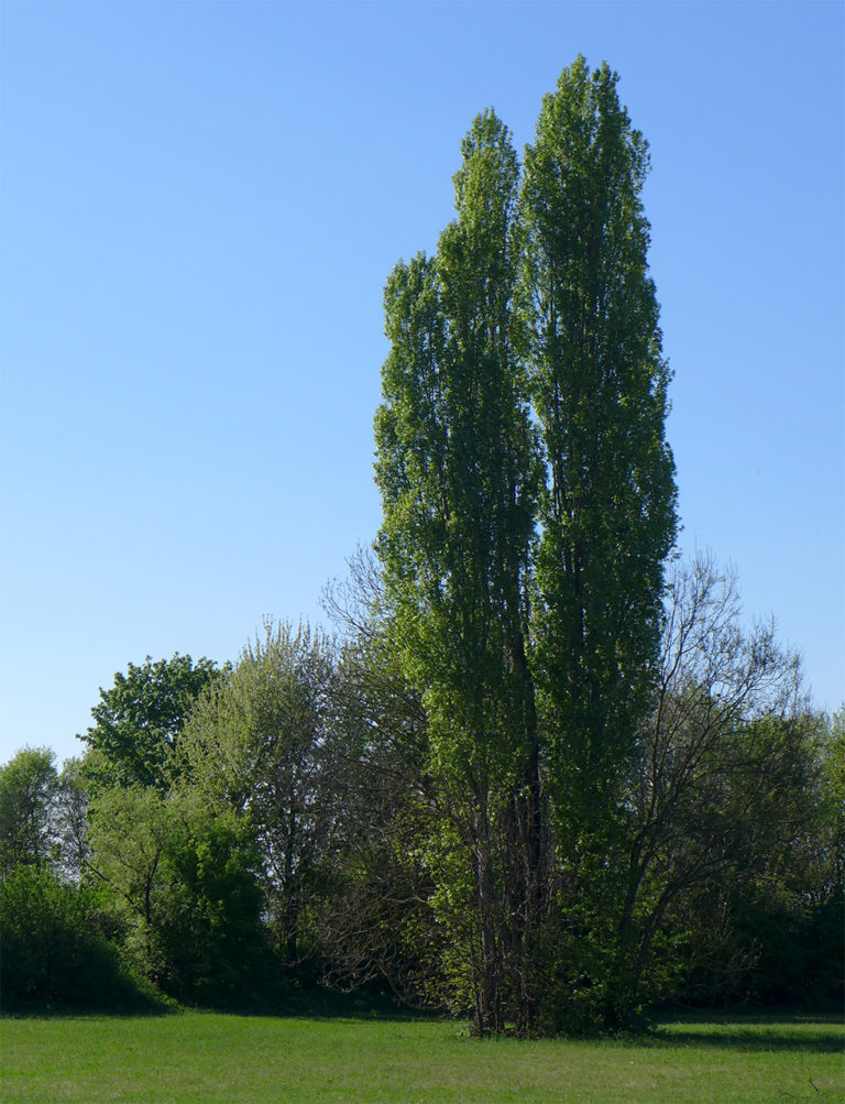 01.05.14.05. Pappel Hochzeitsbaum der Selbsterkenntnis